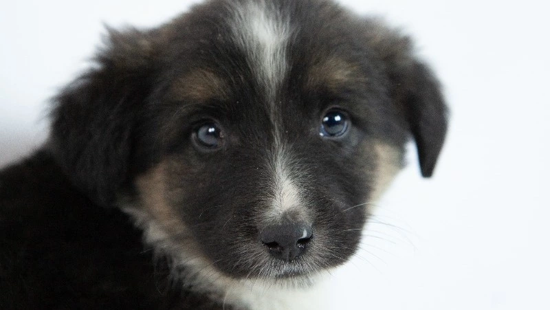 Собаки от лукавого?