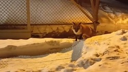 «Ой, какая красавица!»: лиса вышла к людям в поисках пищи на Сахалине