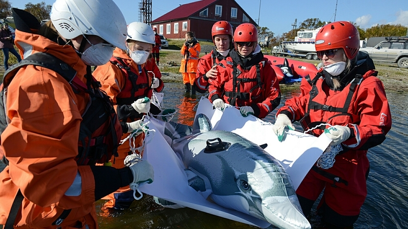 Сахалинские «Друзья океана» провели первые учения по оказанию помощи морским животным