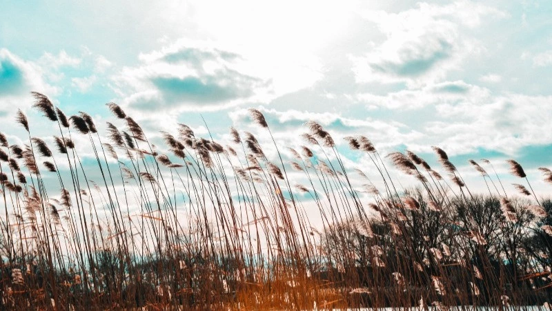 Погода в Южно-Сахалинске 12 сентября: +23 и южный ветер