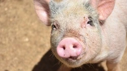 Россельхознадзор выписал предписание фермеру с Сахалина за ненадлежащее содержание свиней 