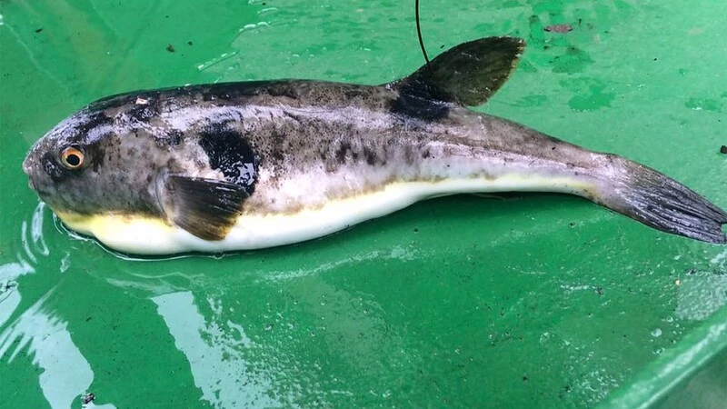 Томские ученые выяснят причину нашествия теплолюбивых рыб к берегам Сахалина