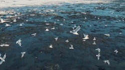 «Море пернатых»: сотни птиц попали в объектив дрона на Сахалине