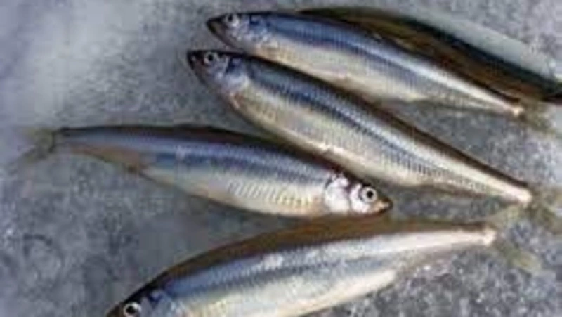 На севере Сахалина не закроют добычу корюшки