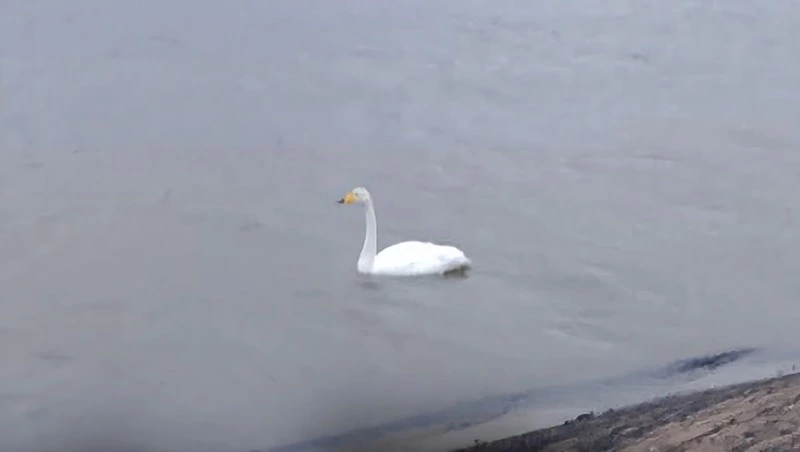 В Александровске-Сахалинском нашли мертвого краснокнижного лебедя