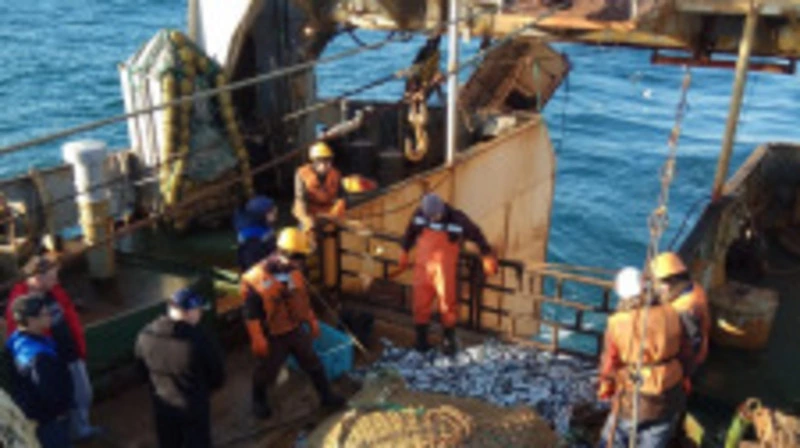 На Дальнем Востоке подвели предварительные результаты пелагической путины