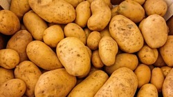 Минсельхоз: Сахалинская область обеспечивает себя картофелем на 90%