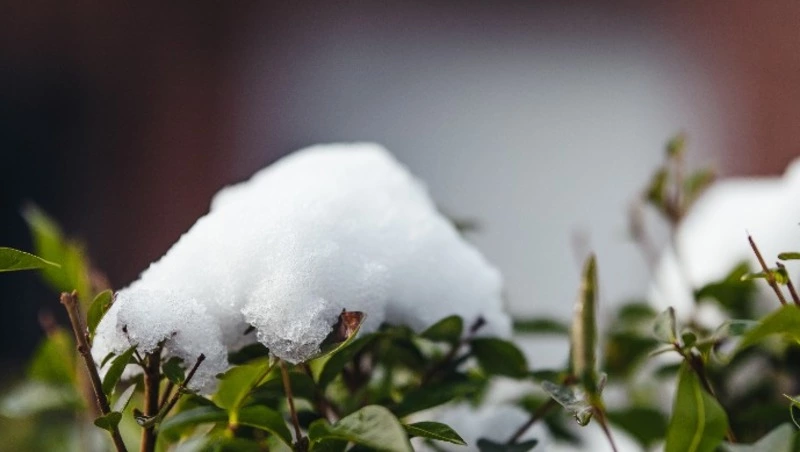 Небольшой снег спрогнозировали в Южно-Сахалинске в ночь на 26 ноября