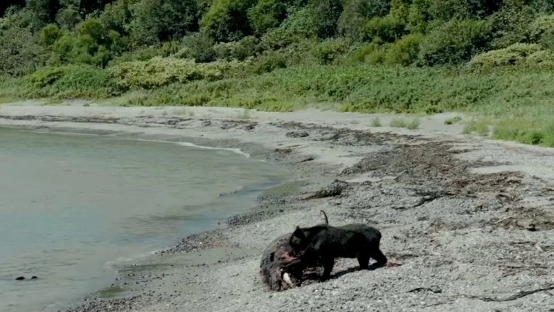 «Обед по-сахалински»: медведь полакомился китом в Анивском районе