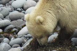 Sakh.online дарит читателям гифку с медведем-альбиносом — GIF