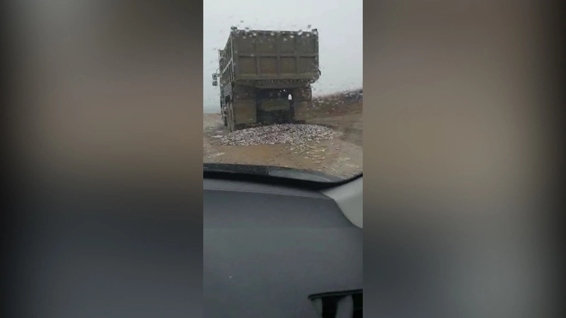 «Камазист налип»: в Томари водитель вывалил на дорогу тонны уйка и не заметил этого