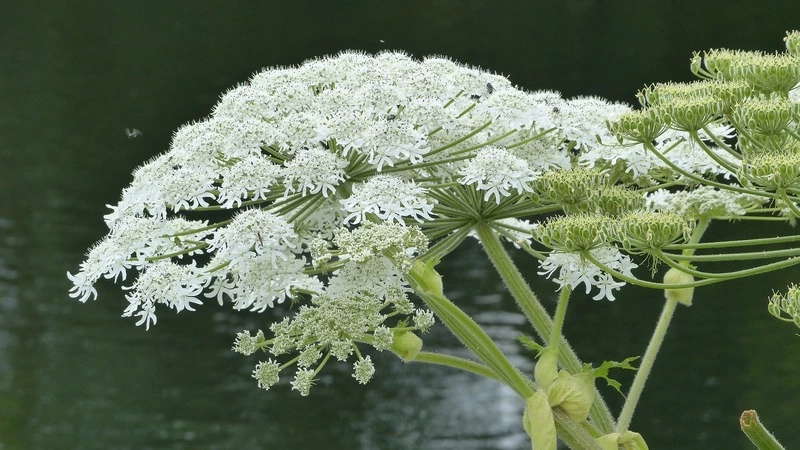 Мэрия Южно-Сахалинска ищет истребителей борщевика Сосновского