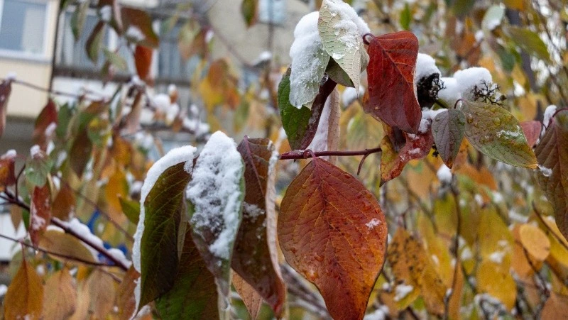 Похолодание и небольшие осадки спрогнозировали в Южно-Сахалинске 18 ноября