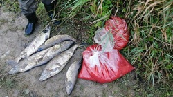 Мужчина напорол 12 килограммов красной икры на реке в Долинском районе 