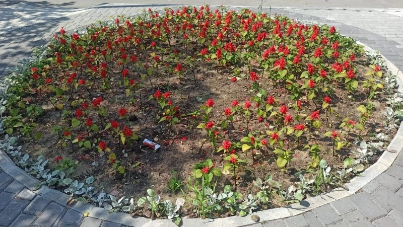 «Дело рук несовершеннолетних»: в Охе вырвали часть цветов из клумбы у Вечного огня