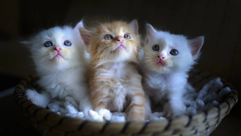 Сахалинка лишилась 16 тысяч рублей из-за котят