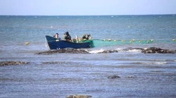 В сахалинские реки вышла молодь лосося