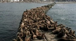 «Жизнь продолжается»: сахалинский видеограф показал игры сивучей в Невельске