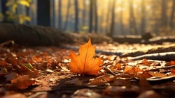 Ветер, прохладу и солнце спрогнозировали синоптики 21 октября в Сахалинской области