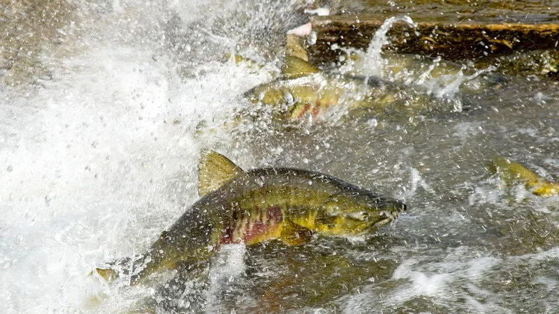 Невзирая на погоду