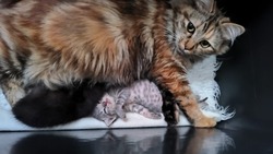 «Плакали все»: новорожденные котята обрели кормящую кошку-маму в Южно-Сахалинске