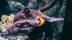 Сахалинский фотограф встретил гигантского обглоданного осьминога