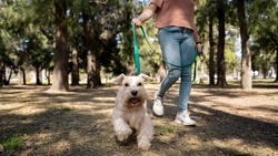 Четыре площадки для выгула собак оборудуют в Поронайске