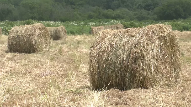 Бизнес с нуля. НЭП. Выпуск от 19 августа