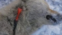 «Работают черные ловцы»: труп собаки с дротиком нашли на юге Сахалина