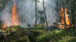 МЧС предупреждает об угрозе лесных пожаров на севере островного региона