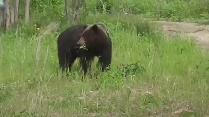 В сахалинском селе медведь замаскировался под корову