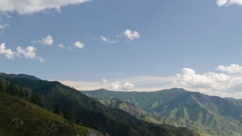 Трагедия на Холмском перевале: живодеры переехали лисят и бросили их умирать