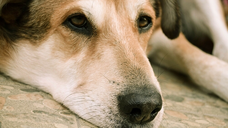 На Сахалине участились случаи отравления домашних животных