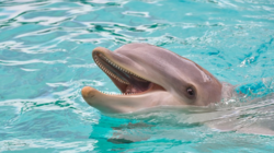 Сахалинцы искупались со стаей дельфинов в Черном море. ВИДЕО