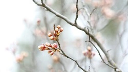 Синоптики уточнили прогноз погоды на 5 апреля в Сахалинской области 