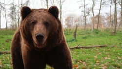 Медведь вышел на кладбище в Корсакове