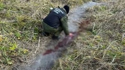 Экскурсоводу с Курил дали три года за пострадавшего от медведя туриста