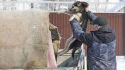 «В приюты подбрасывают щенков каждый день»: как решить проблему бродячих собак на Сахалине