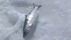 Несвоевременная сима удивила рыбаков на Сахалине