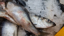 Рыбаки Сахалина вышли на плановый показатель добычи сельди в 2023 году
