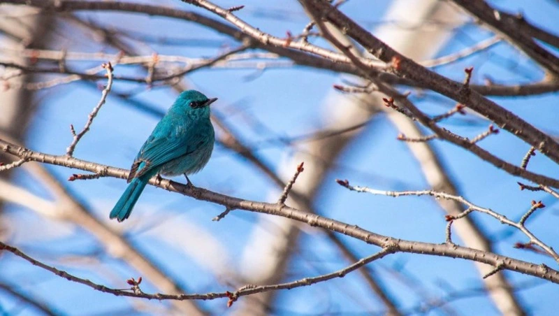 Тропическая птица поселилась в сквере Сахалинского краеведческого музея