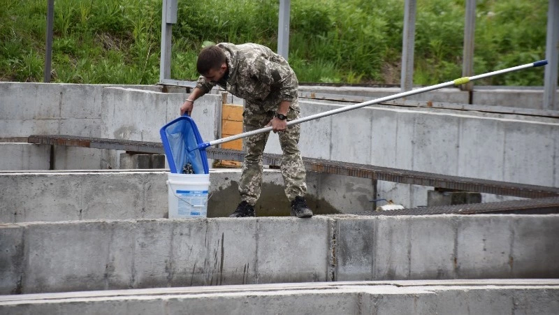 Более 40 миллионов мальков лососевых подготовили к выпуску в Поронайском районе