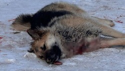 «Дело рук догхантеров»: трупы 5 собак нашли жители на улице в Невельске