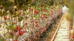 Россельхознадзор проверит теплицы в Южно-Сахалинске и Невельске 