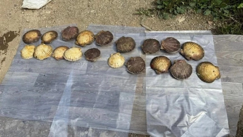 Четверых браконьеров будут судить в Корсакове за вылов гребешка на полмиллиона