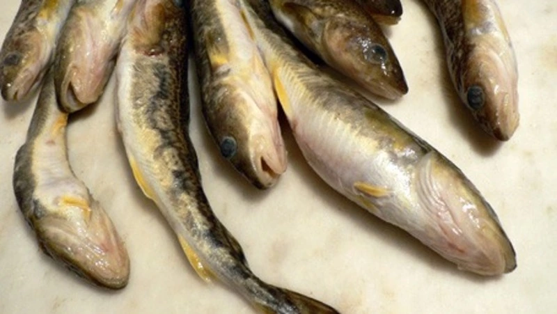 Свежую навагу привезут для продажи в Южно-Сахалинск с 17 по 22 января