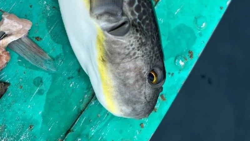 Смертельно опасный деликатес поймал житель Сахалина