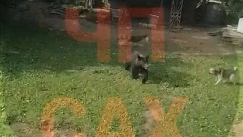 Собаки гоняли медведя по двору дачи в СНТ Южно-Сахалинска 9 сентября