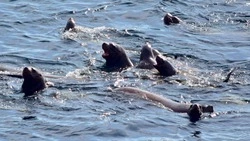 Сотрудники заповедника «Курильский» рассказали историю сивуча-долгожителя