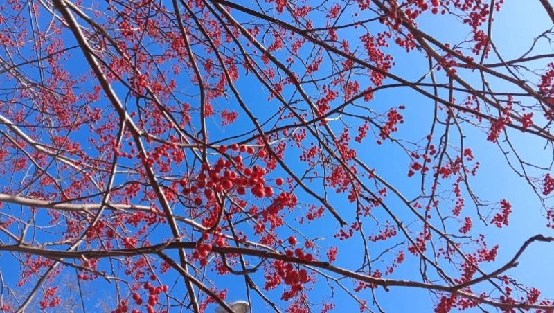 Ясное небо и до +5 градусов ждет жителей Южно-Сахалинска 20 ноября